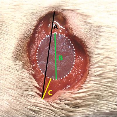 Tigilanol Tiglate-Mediated Margins: A Comparison With Surgical Margins in Successful Treatment of Canine Mast Cell Tumours